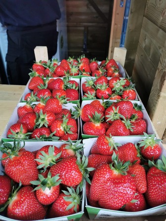 Marché des producteurs locaux